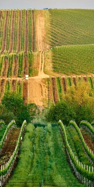 Vignoble en Afrique du Sud