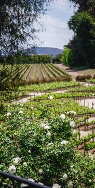 Vignoble en Amérique du Sud