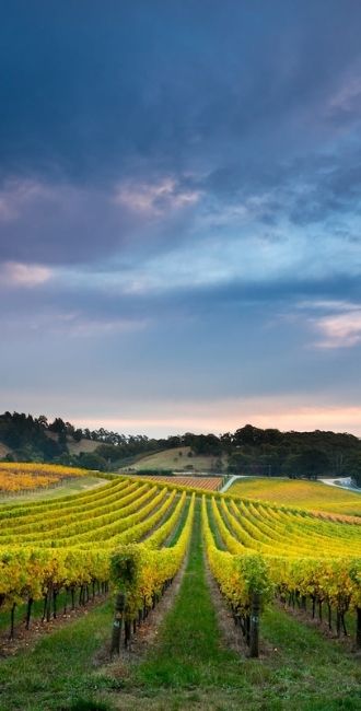 Vignoble en Océanie